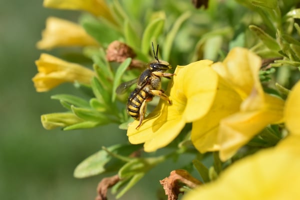 Image of Wool Carder Bee on Flower