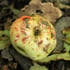 Nature's market. Image 2