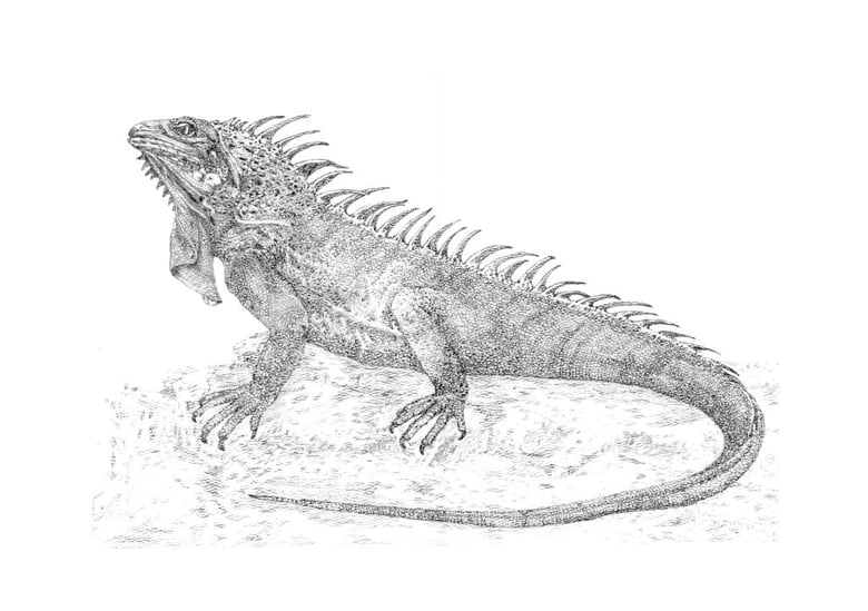 Image of Lizard