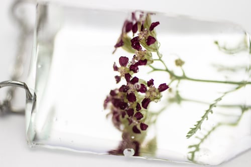 Image of Red Yarrow (Achillea millefolium) - Small #2