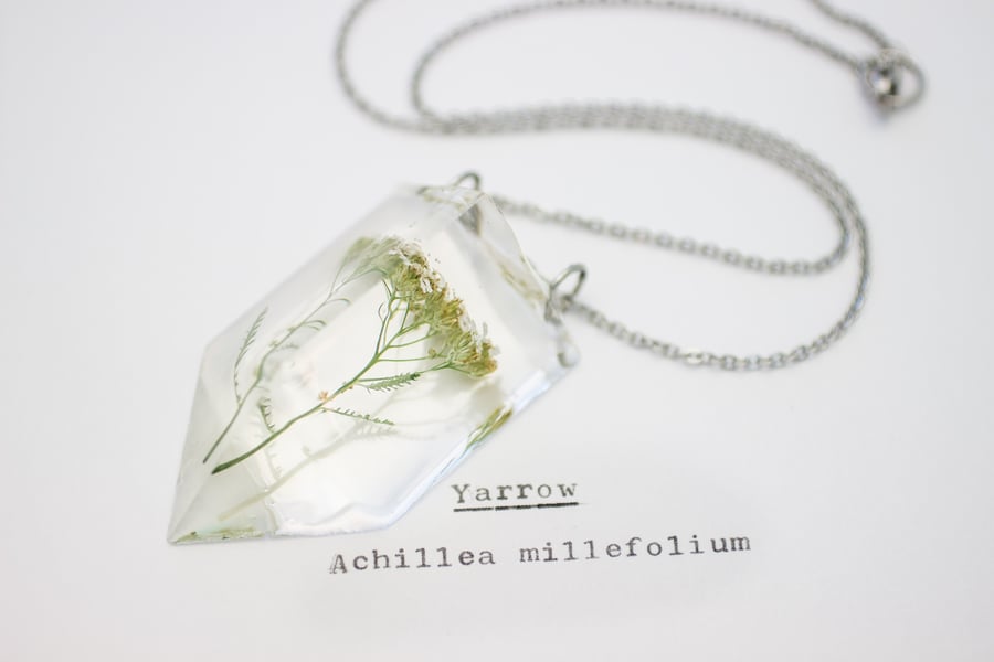 Image of Yarrow (Achillea millefolium) - Small #3