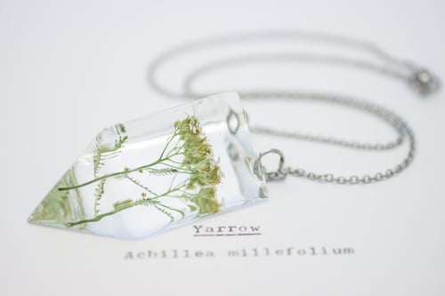 Image of Yarrow (Achillea millefolium) - Small #3