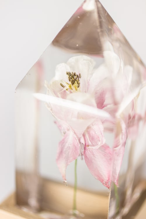 Image of Columbine (Aquilegia vulgaris) - Floral Prism Light #3