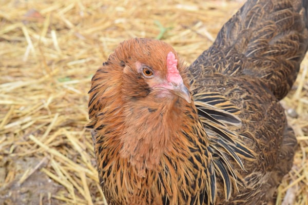 Image of Ameraucana Hen