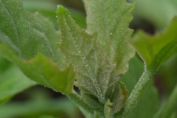 Image of Wild Spinach Leaves