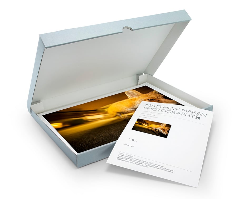 Image of Fox on the Prowl