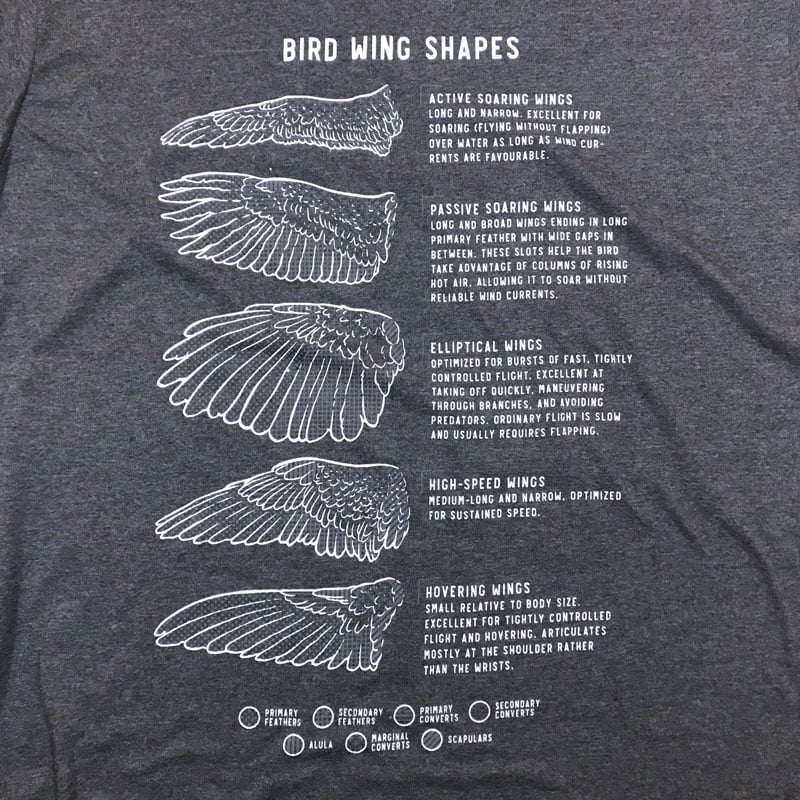 Bird Wing Types / Done Creative
