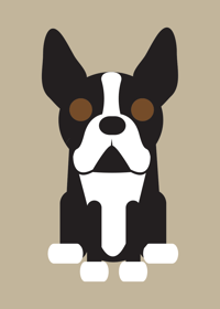Image 1 of Boston Terrier Collection