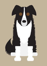 Image 1 of Border Collie Collection