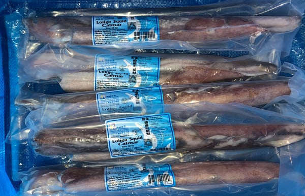 Image of Squid Loligo Jumbo 40 CM up ( 16” ) 5 pcs
