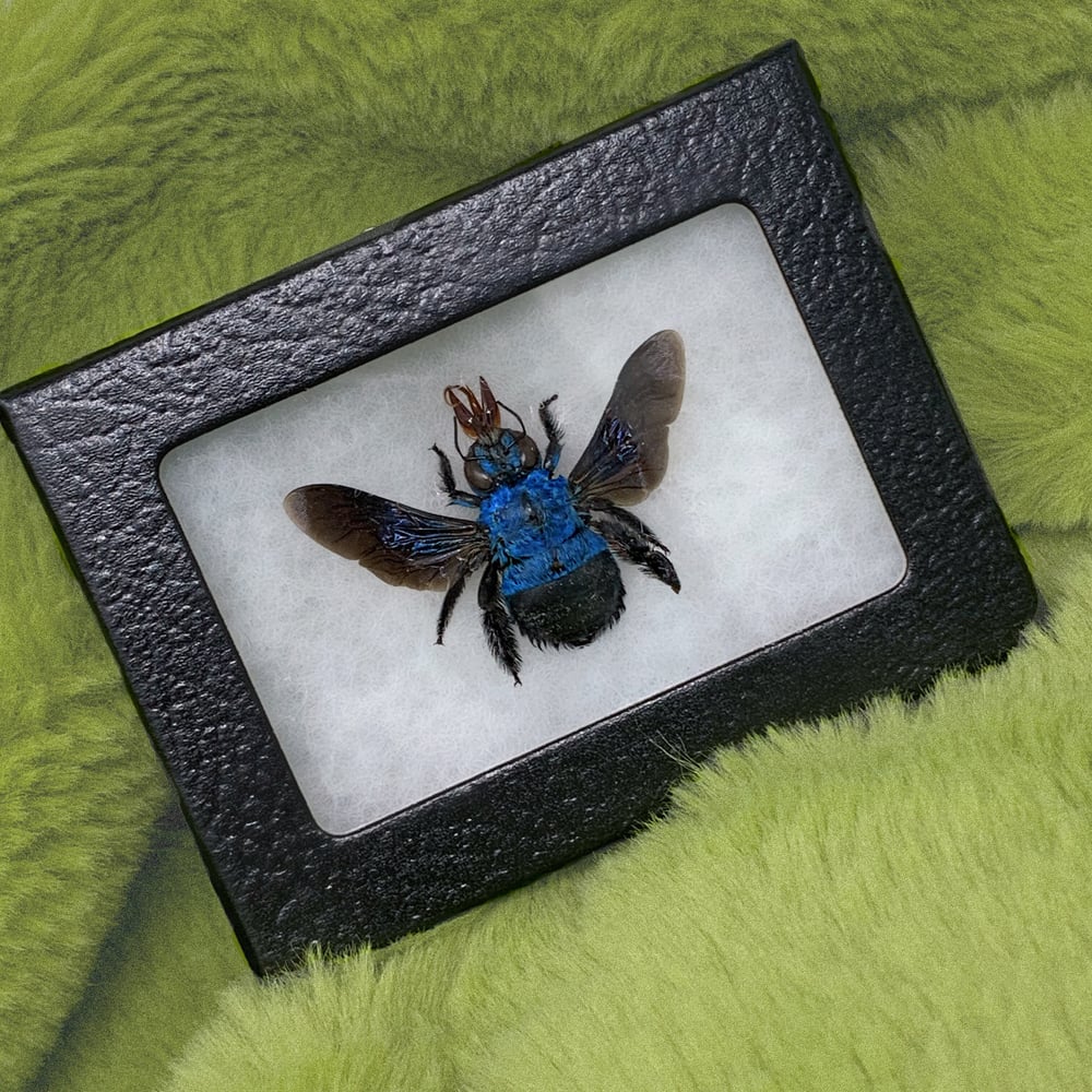 Image of Rare Blue Carpenter Bumble Bee | Cruelty Free