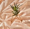 Tillandsia Harrisii Air Plant With Gold Stand 