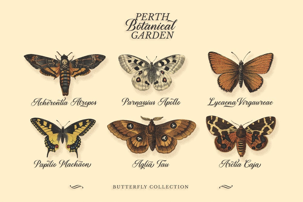 Image of Houseback Script