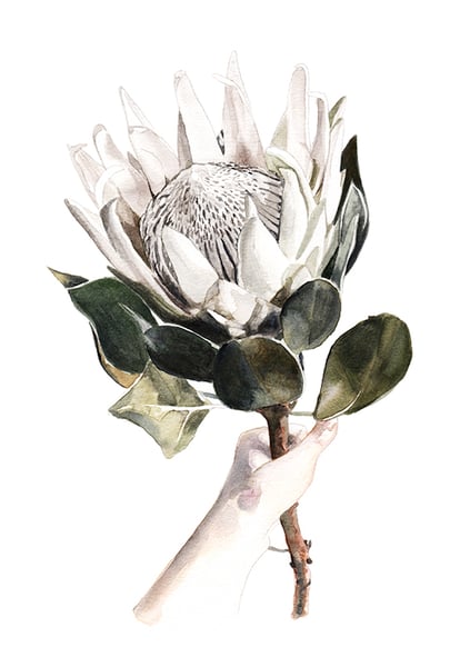 Image of White Protea