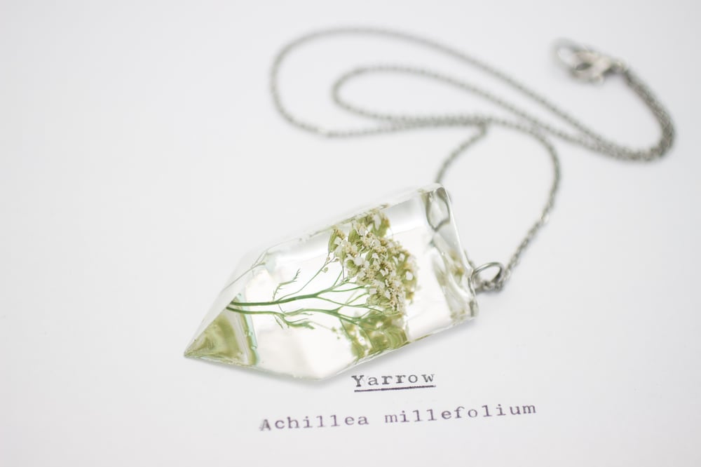 Image of Yarrow (Achillea millefolium) - Small #2