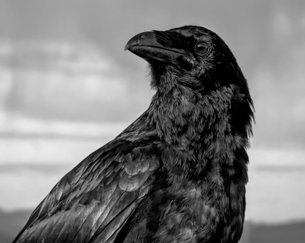 Image of Raven Magic