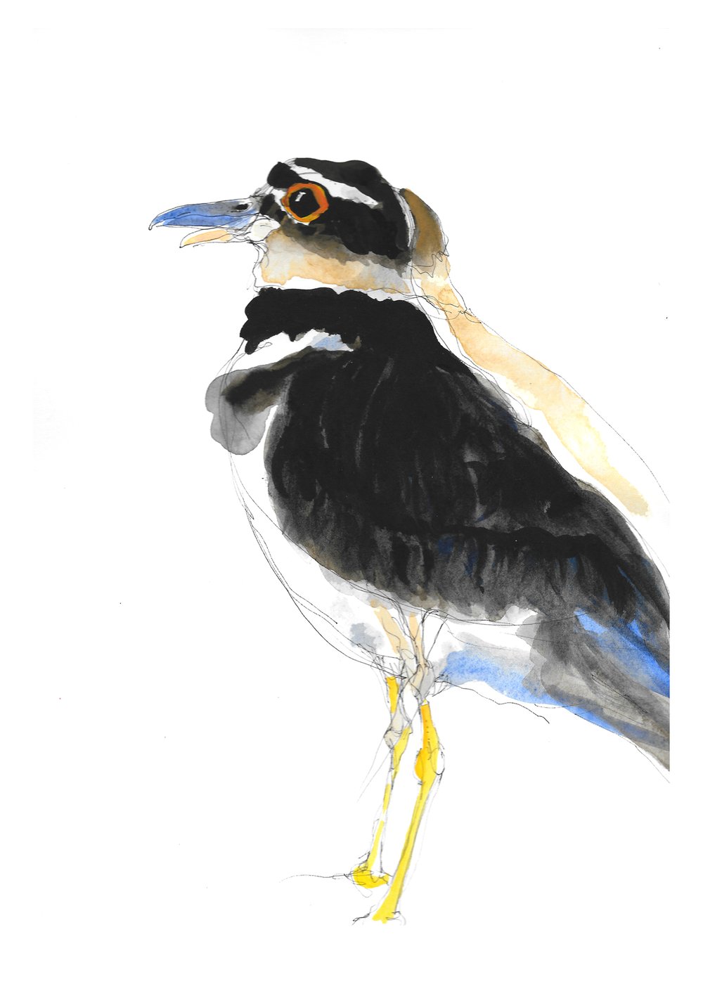 Image of Killdeer Killdeer