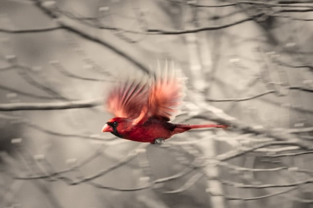 Image of Cardinal