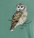 Image of Barred Owl garment dyed t-shirt