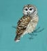 Image of Barred Owl garment dyed ladies t-shirt