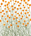 Greeting Card - Billy Buttons