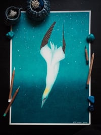 Image 1 of The Diving Gannet Fine Art Print Extra Heavyweight Matte A3 