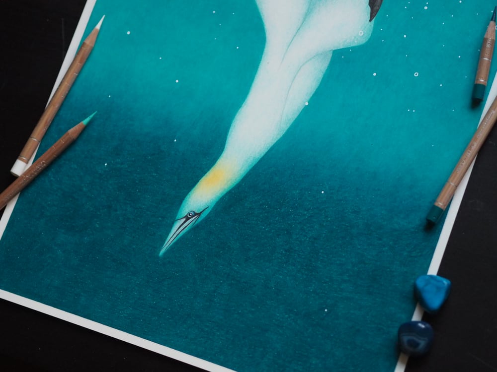 The Diving Gannet Fine Art Print Extra Heavyweight Matte A3 