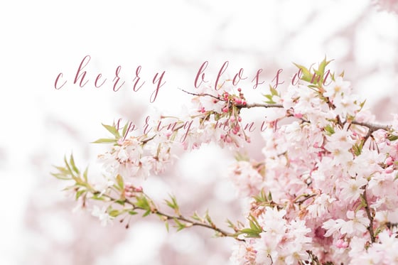 Image of Cherry Blossom Spring Mini Sessions