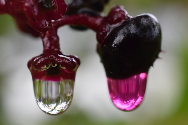 Image of Water Drops on Poke Berries