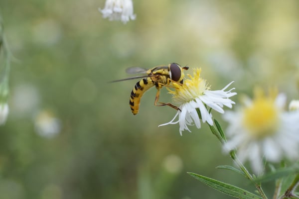 Image of Hover Fly on Aster