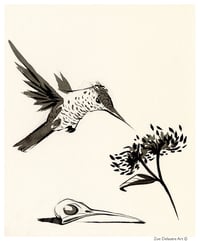 Hummingbird Memento Mori