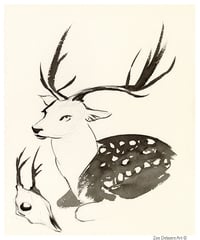 Fallow Deer Memento Mori