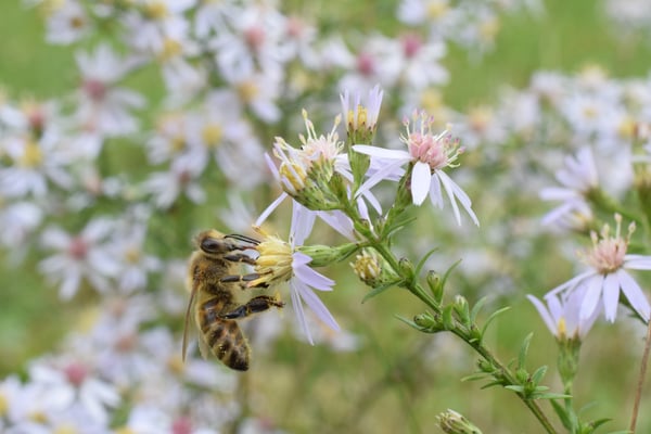 Image of Honey Bee on Heart-Leaved Aster