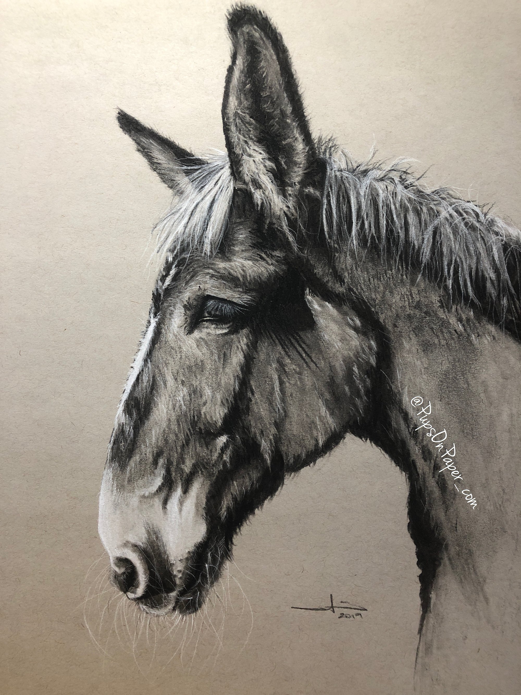 Horse Portrait 