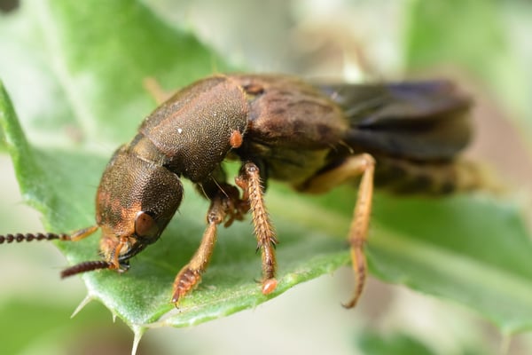 Image of Spotted Rove Beetle