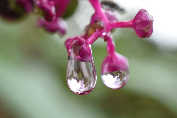 Image of Raindrops on Poke