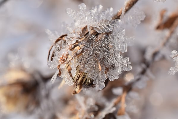 Image of Frost Crystals on Aster