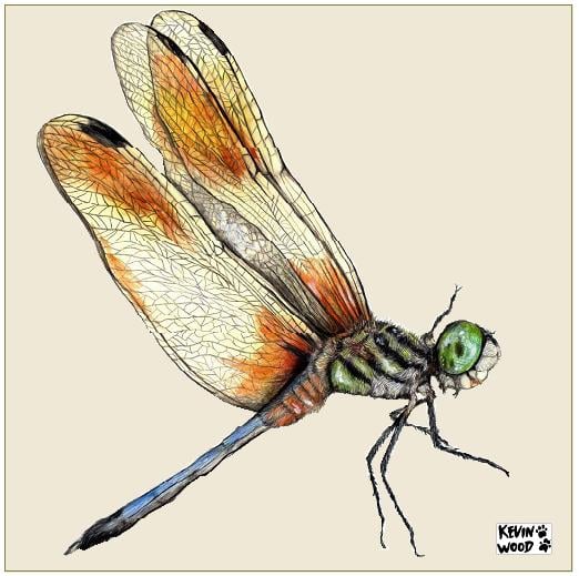 Image of Dragonfly ceramic coaster