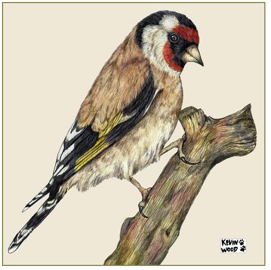 Image of Goldfinch.