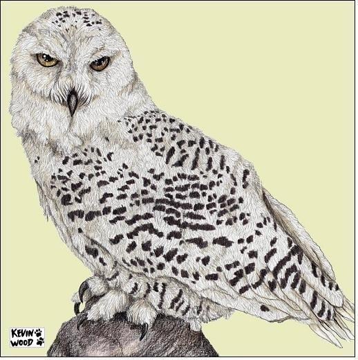 Image of Snowy owl ceramic coaster.