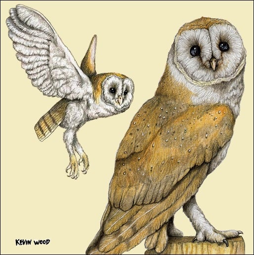 Image of Barn owl pair ceramic coaster.