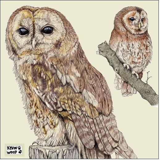 Image of Tawny owl pair ceramic coaster