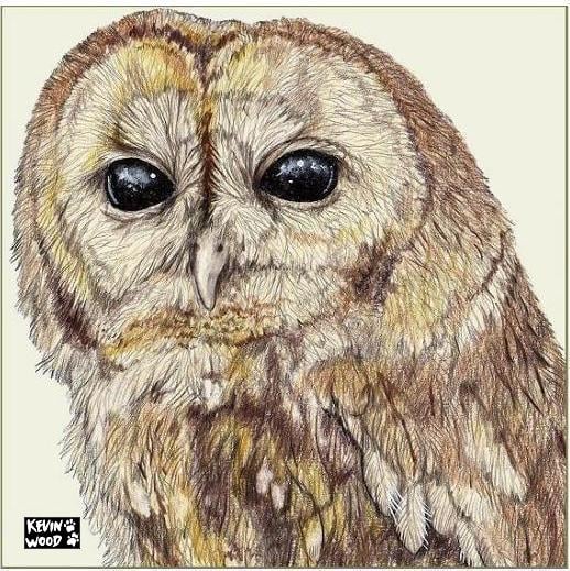 Image of Tawny owl Face ceramic coaster