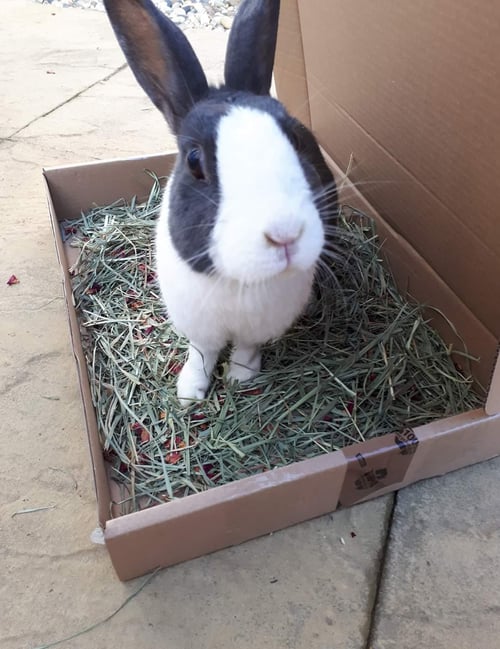 Image of Dollys Shake and reward bag