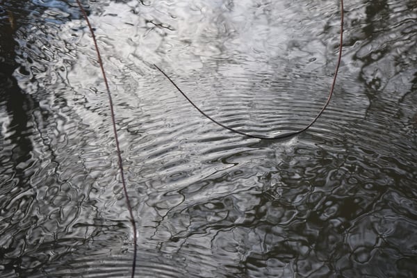 Image of Ripples on the Creek