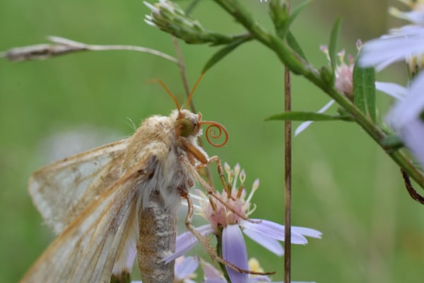 Image of Moth on Heart-Leaved Aster