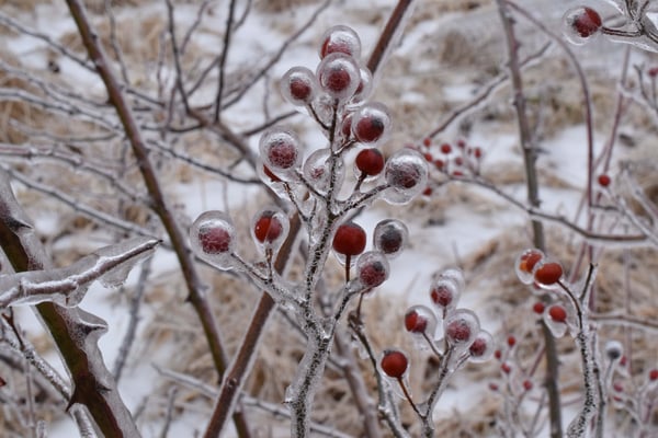 Image of Icy Rose Hips