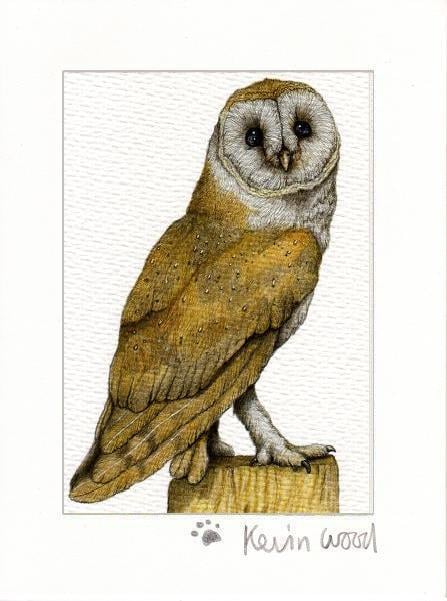 Image of Barn owl fine art print available in three sizes.