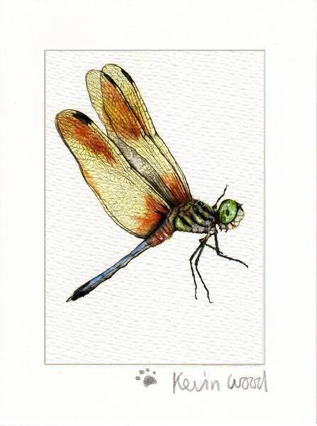 Image of Dragonfly fine art print available in three sizes.