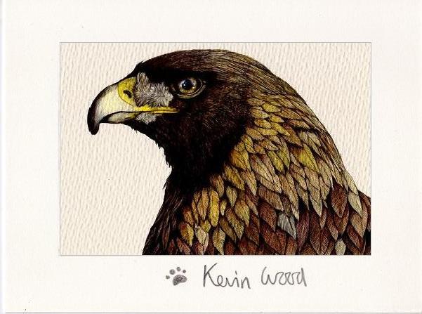 Image of Eagle fine art print available in three sizes.